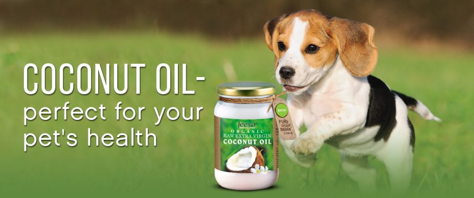 Coconut oil pet health