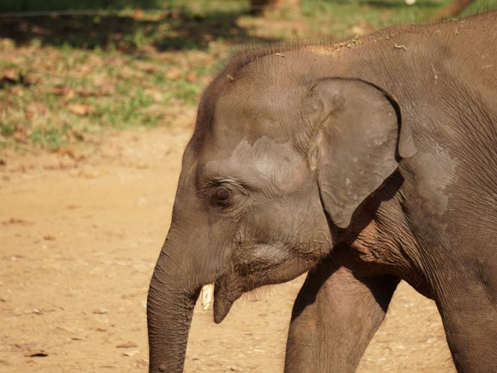 Playing Our Part – Elephant conservation in Sri Lanka